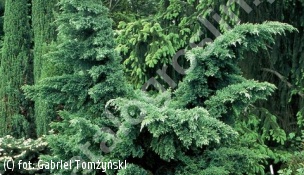 jałowiec łuskowaty 'Hunnetorp' - Juniperus squamata 'Hunnetorp' 