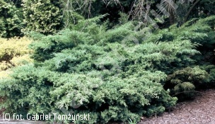jałowiec wirginijski 'Grey Owl' - Juniperus virginiana 'Grey Owl' 
