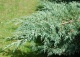 jałowiec wirginijski 'Hetz' - Juniperus virginiana 'Hetz' 