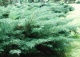 jałowiec wirginijski 'Hetz' - Juniperus virginiana 'Hetz' 