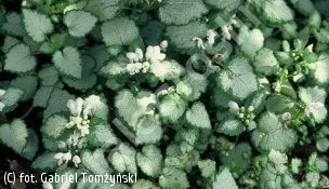 jasnota plamista 'White Nancy' - Lamium maculatum 'White Nancy' 