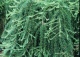 modrzew japoński 'Pendula' - Larix kaempferi 'Pendula' 