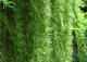 modrzew japoński 'Stiff Weeper' - Larix kaempferi 'Stiff Weeper' 