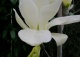 magnolia naga YELLOW RIVER 'Fei Huang' - Magnolia denudata YELLOW RIVER 'Fei Huang' 