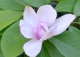 magnolia 'Iolanthe' - Magnolia 'Iolanthe' 
