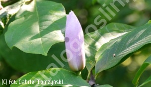 magnolia 'Iolanthe' - Magnolia 'Iolanthe' 