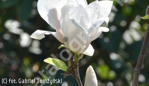 magnolia Soulange'a 'Alba Superba' - Magnolia ×soulangeana 'Alba Superba' 