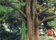 metasekwoja chińska - Metasequoia glyptostroboides 