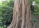 metasekwoja chińska - Metasequoia glyptostroboides 