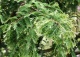 metasekwoja chińska 'White Spot' - Metasequoia glyptostroboides 'White Spot' 