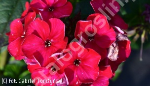 floks FLAME RED 'Barphflare' - Phlox FLAME RED 'Barphflare' 