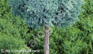jałowiec łuskowaty 'Blue Star' - Juniperus squamata 'Blue Star' 