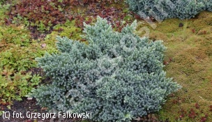 jałowiec łuskowaty 'Blue Star' - Juniperus squamata 'Blue Star' 