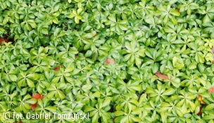 runianka japońska 'Green Carpet' - Pachysandra terminalis 'Green Carpet' 