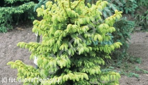 świerk pospolity 'Aurea Magnifica' - Picea abies 'Aurea Magnifica' 
