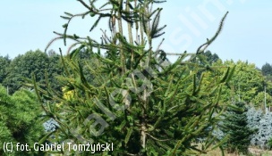 świerk pospolity 'Cranstonii' - Picea abies 'Cranstonii' 