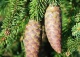 świerk pospolity 'Frohburg' - Picea abies 'Frohburg' 