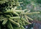 świerk pospolity 'Końca' - Picea abies 'Końca' 