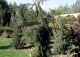 świerk pospolity 'Pendula' - Picea abies 'Pendula' 