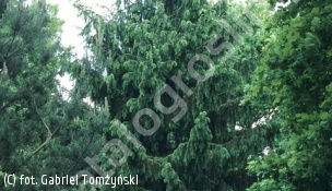 świerk pospolity 'Pendula Major' - Picea abies 'Pendula Major' 