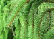 świerk pospolity 'Pendula Major' - Picea abies 'Pendula Major' 