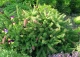 świerk pospolity 'Pusch' - Picea abies 'Pusch' 