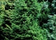 świerk pospolity 'Will's Zwerg' - Picea abies 'Will's Zwerg' 