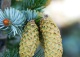 świerk dwubarwny - Picea bicolor 