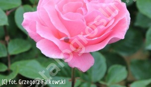 róża 'Queen Elizabeth' - Rosa 'Queen Elizabeth' 