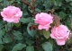 róża 'Queen Elizabeth' - Rosa 'Queen Elizabeth' 