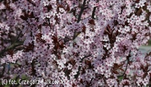 śliwa wiśniowa 'Pissardii' - Prunus cerasifera 'Pissardii' 