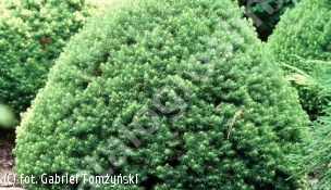 świerk biały 'Alberta Globe' - Picea glauca 'Alberta Globe' 