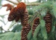 świerk likiangeński - Picea likiangensis 