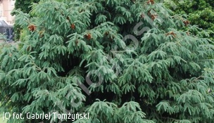 świerk likiangeński - Picea likiangensis 