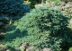 świerk czarny 'Machala' - Picea ×lutzii 'Machala' 