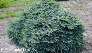 świerk czarny 'Machala' - Picea ×lutzii 'Machala' 