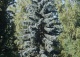 świerk kłujący - Picea pungens 