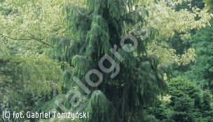 świerk himalajski - Picea smithiana 