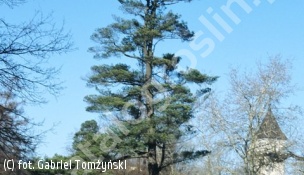 sosna wejmutka - Pinus strobus 
