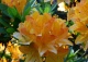 azalia 'Glowing Embers' - Rhododendron 'Glowing Embers' 