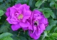 róża 'Moje Hammarberg' - Rosa 'Moje Hammarberg' 