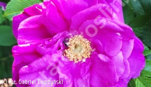 róża 'Moje Hammarberg' - Rosa 'Moje Hammarberg' 