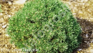 sosna kosodrzewina 'Minikin' - Pinus mugo 'Minikin' 