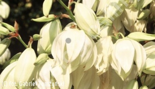 juka karolińska - Yucca filamentosa 