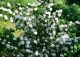 kalina japońska 'Grandiflorum' - Viburnum plicatum 'Grandiflorum' 