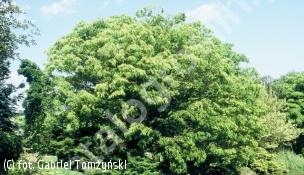 brzostownica japońska - Zelkova serrata 
