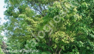 brzostownica japońska - Zelkova serrata 