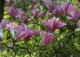 magnolia 'Randy' - Magnolia 'Randy' 