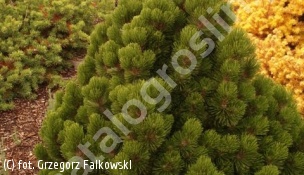 sosna bośniacka 'Compact Gem' - Pinus heldreichii 'Compact Gem' 