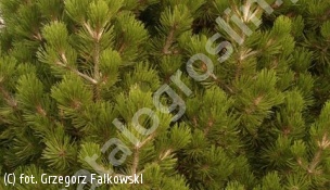 sosna bośniacka 'Irish Bell' - Pinus heldreichii 'Irish Bell' 